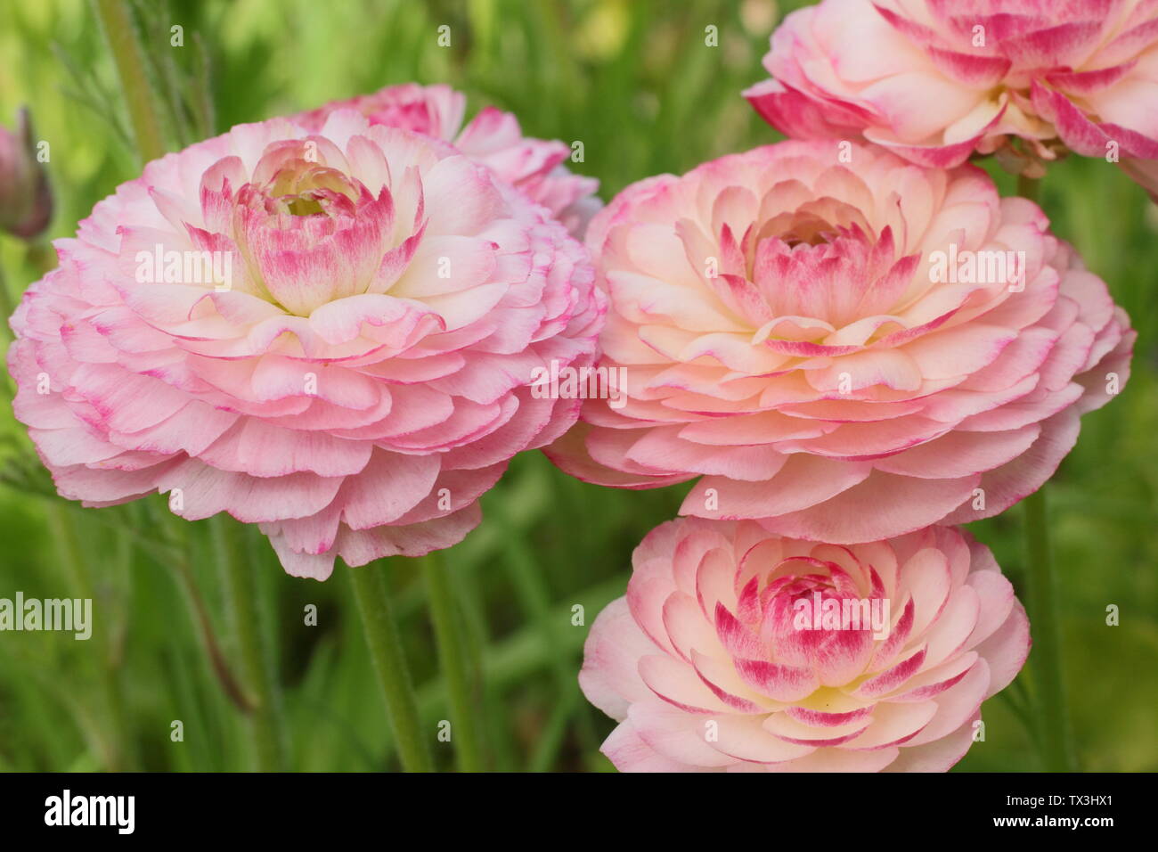Ranunculus asiaticus cultivar blossoms blooming in a cut flower garden in April. Stock Photo