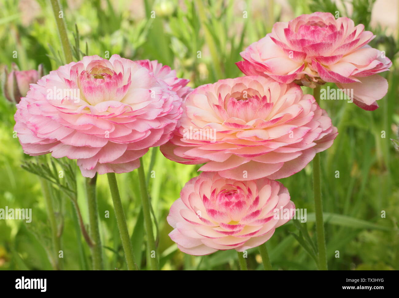 Ranunculus asiaticus cultivar blossoms blooming in a cut flower garden in April. Stock Photo