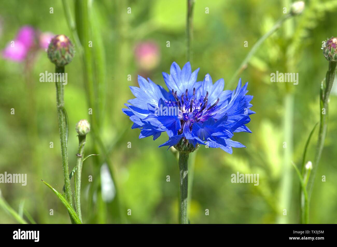 Schleswig, Deutschland. 22nd June, 2019. 22.06.2019, a cornflower (Cyanus segetum Hill, Syn .: Centaurea cyanus L.), also called cyanides in a wildflower bed on Kalberteich in Schleswig. Close-up of blue blood. Order: Astern-like (Asterales), family: Korbblutler (Asteraceae), Subfamily: Carduoideae, Tribus: Cynareae, Genus: Cyanus, Species: Cornflower | usage worldwide Credit: dpa/Alamy Live News Stock Photo