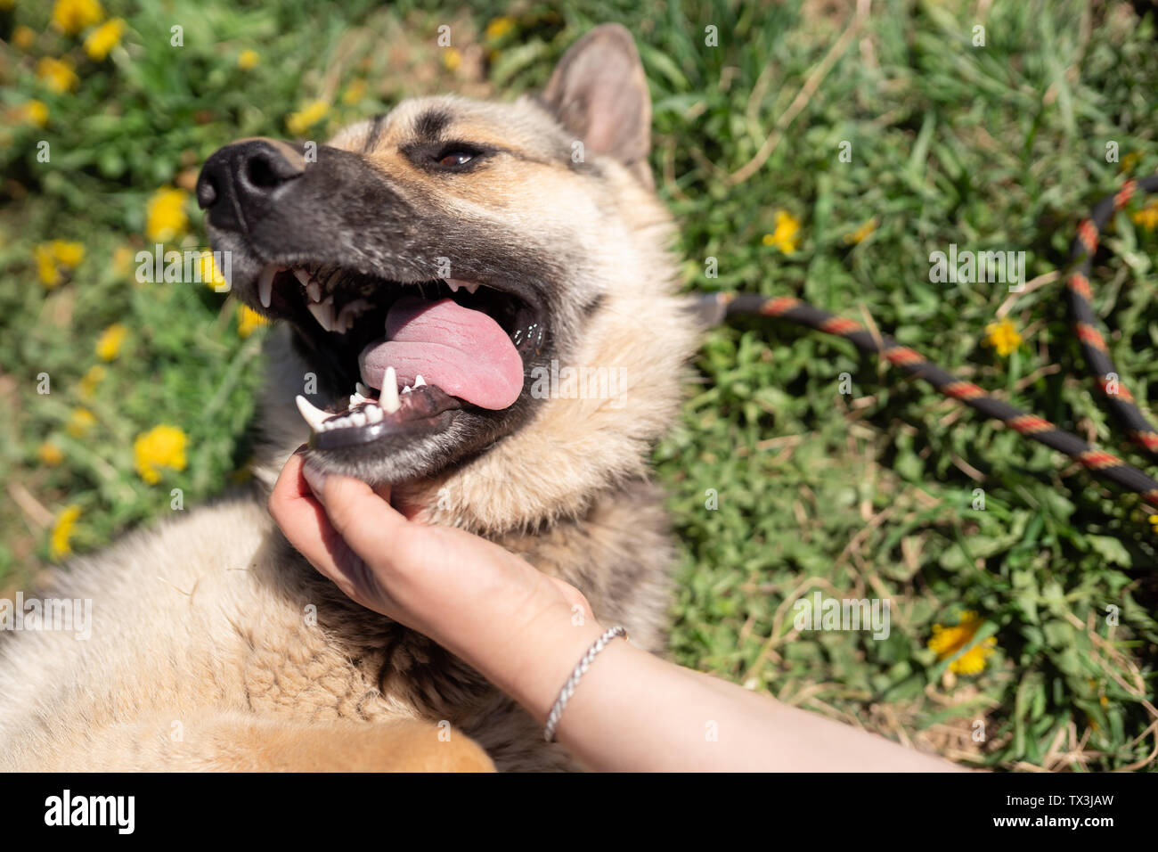 Image of dog with tongue sticking out lying on lawn with dandelions Stock Photo
