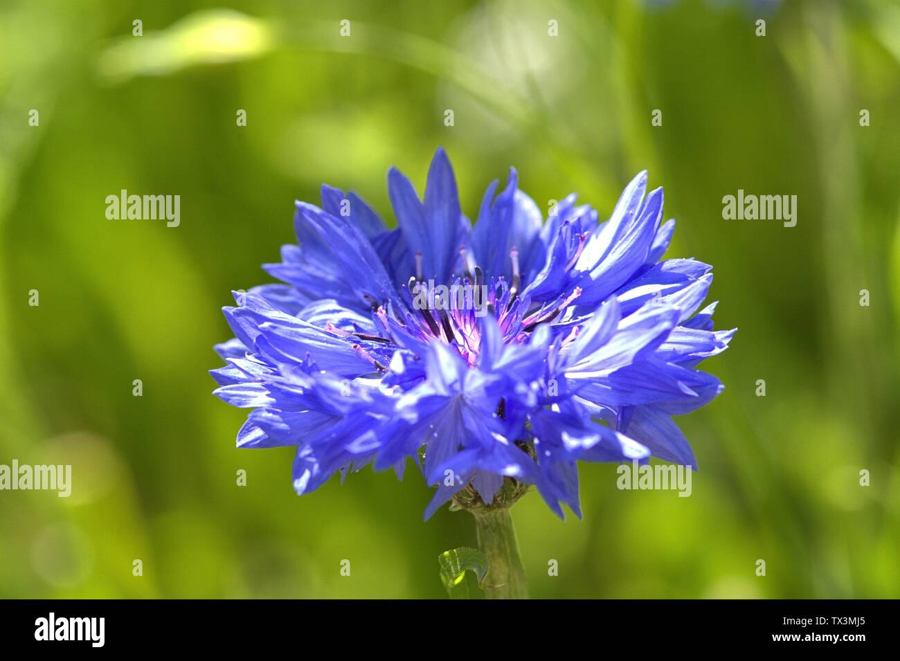 Schleswig, Deutschland. 22nd June, 2019. 22.06.2019, a cornflower (Cyanus segetum Hill, Syn .: Centaurea cyanus L.), also called cyanides in a wildflower bed on Kalberteich in Schleswig. Close-up of blue blood. Order: Astern-like (Asterales), family: Korbblutler (Asteraceae), Subfamily: Carduoideae, Tribus: Cynareae, Genus: Cyanus, Species: Cornflower | usage worldwide Credit: dpa/Alamy Live News Stock Photo