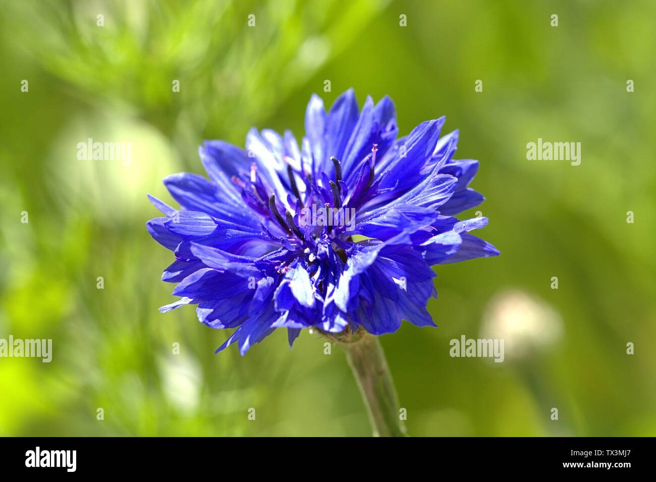 Schleswig, Deutschland. 22nd June, 2019. 22.06.2019, a cornflower (Cyanus segetum Hill, Syn .: Centaurea cyanus L.), also called cyanides in a wildflower bed on Kalberteich in Schleswig. Close-up of blue blood. Order: Astern-like (Asterales), family: Korbblutler (Asteraceae), Subfamily: Carduoideae, Tribus: Cynareae, Genus: Cyanus, Species: Cornflower | usage worldwide Credit: dpa/Alamy Live News Stock Photo