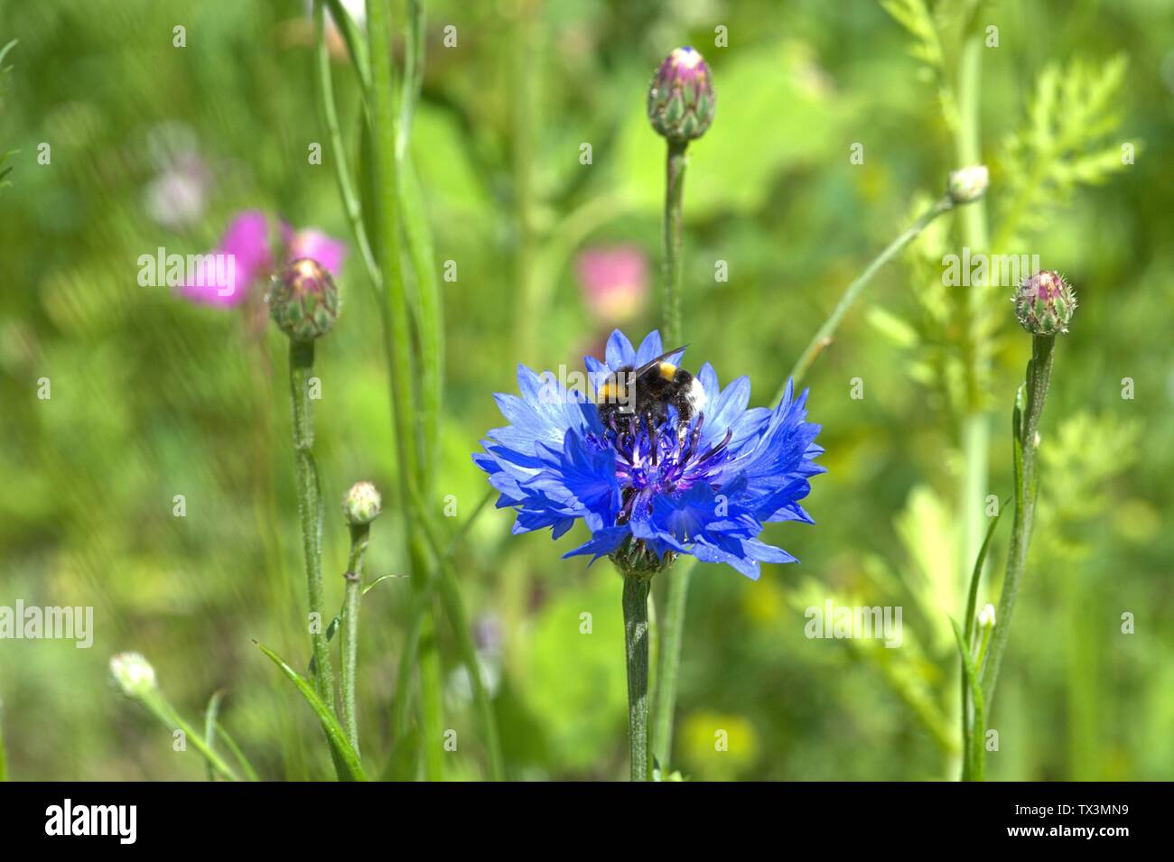 Schleswig, Deutschland. 22nd June, 2019. 22.06.2019, a cornflower (Cyanus segetum Hill, Syn .: Centaurea cyanus L.), also called Zyane with a bumblebee (Bombus) to visit in a wildflower bed at Kalberteich in Schleswig. Close-up of blue blood. Order: Astern-like (Asterales), family: Korbblutler (Asteraceae), Subfamily: Carduoideae, Tribus: Cynareae, Genus: Cyanus, Species: Cornflower | usage worldwide Credit: dpa/Alamy Live News Stock Photo