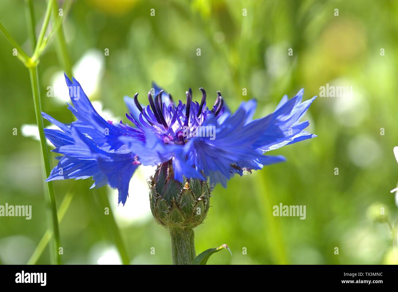 Schleswig, Deutschland. 22nd June, 2019. 22.06.2019, a cornflower (Cyanus segetum Hill, Syn .: Centaurea cyanus L.), also called cyanides in a wildflower bed on Kalberteich in Schleswig. Close-up of blue blood with the blood basket and the Hullblattern. Order: Astern-like (Asterales), family: Korbblutler (Asteraceae), Subfamily: Carduoideae, Tribus: Cynareae, Genus: Cyanus, Species: Cornflower | usage worldwide Credit: dpa/Alamy Live News Stock Photo