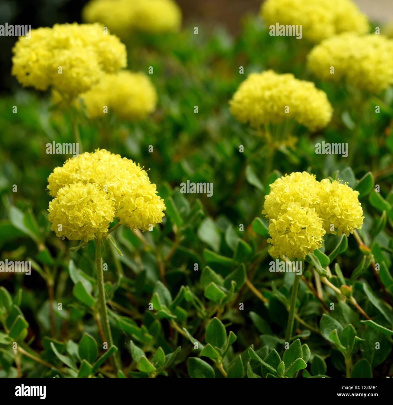 Yellow flower heads of Sulphur Flower Stock Photo