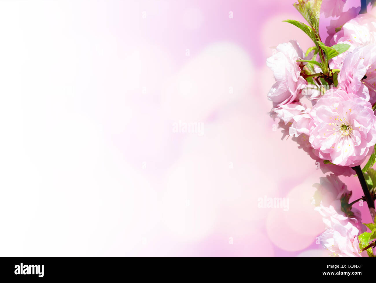 Download 660 Background Alam Pink Terbaik