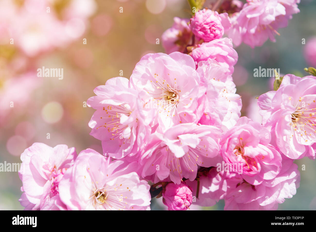 Blooming bush with pink flowers in the garden Stock Photo - Alamy