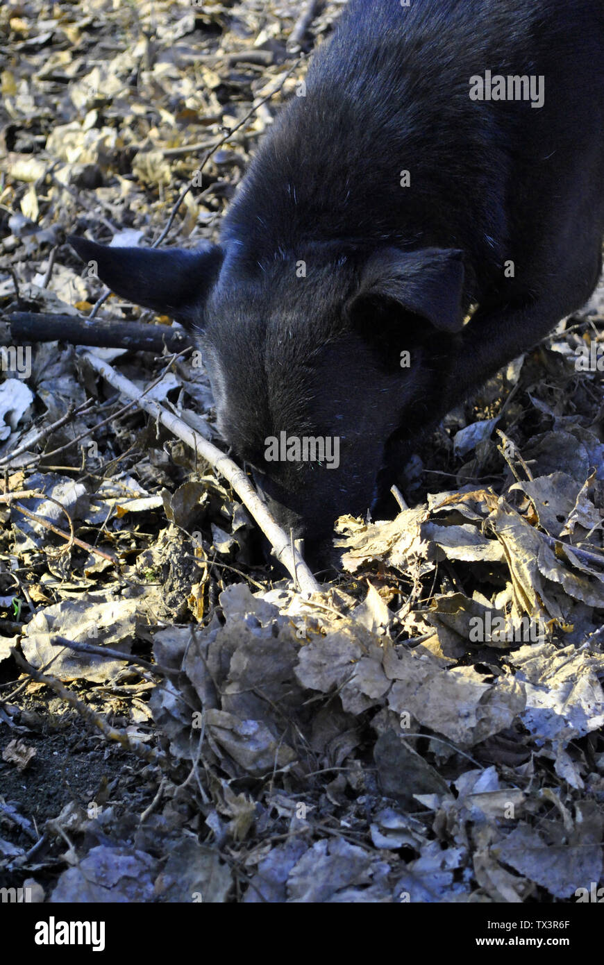 Black cur funny dog sniffing on the blurry soft background of gray-brown dry leaves, muzzle close up detail Stock Photo