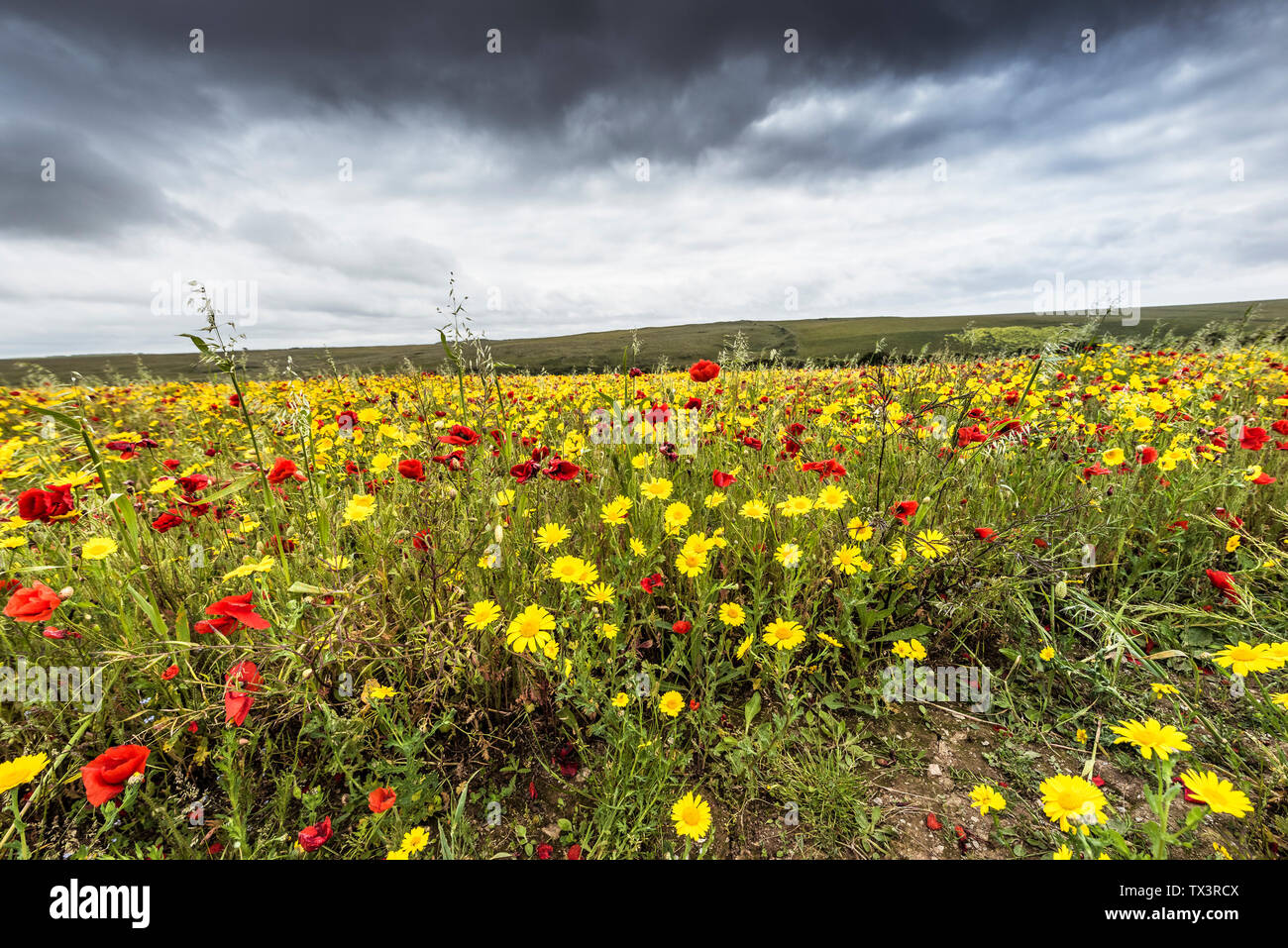 The spectacular sight of a field of Common Poppies Papaver rhoeas and Corn Marigolds Glebionis segetum growing on West Pentire in Newquay in Cornwall. Stock Photo