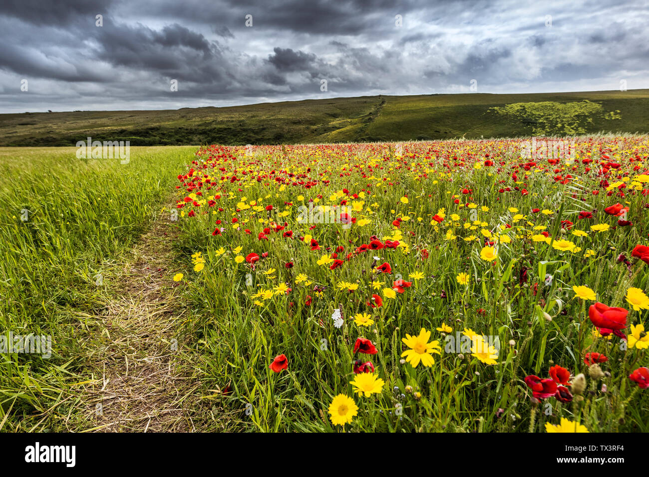 The spectacular sight of a field of Common Poppies Papaver rhoeas and Corn Marigolds Glebionis segetum growing on West Pentire in Newquay in Cornwall. Stock Photo