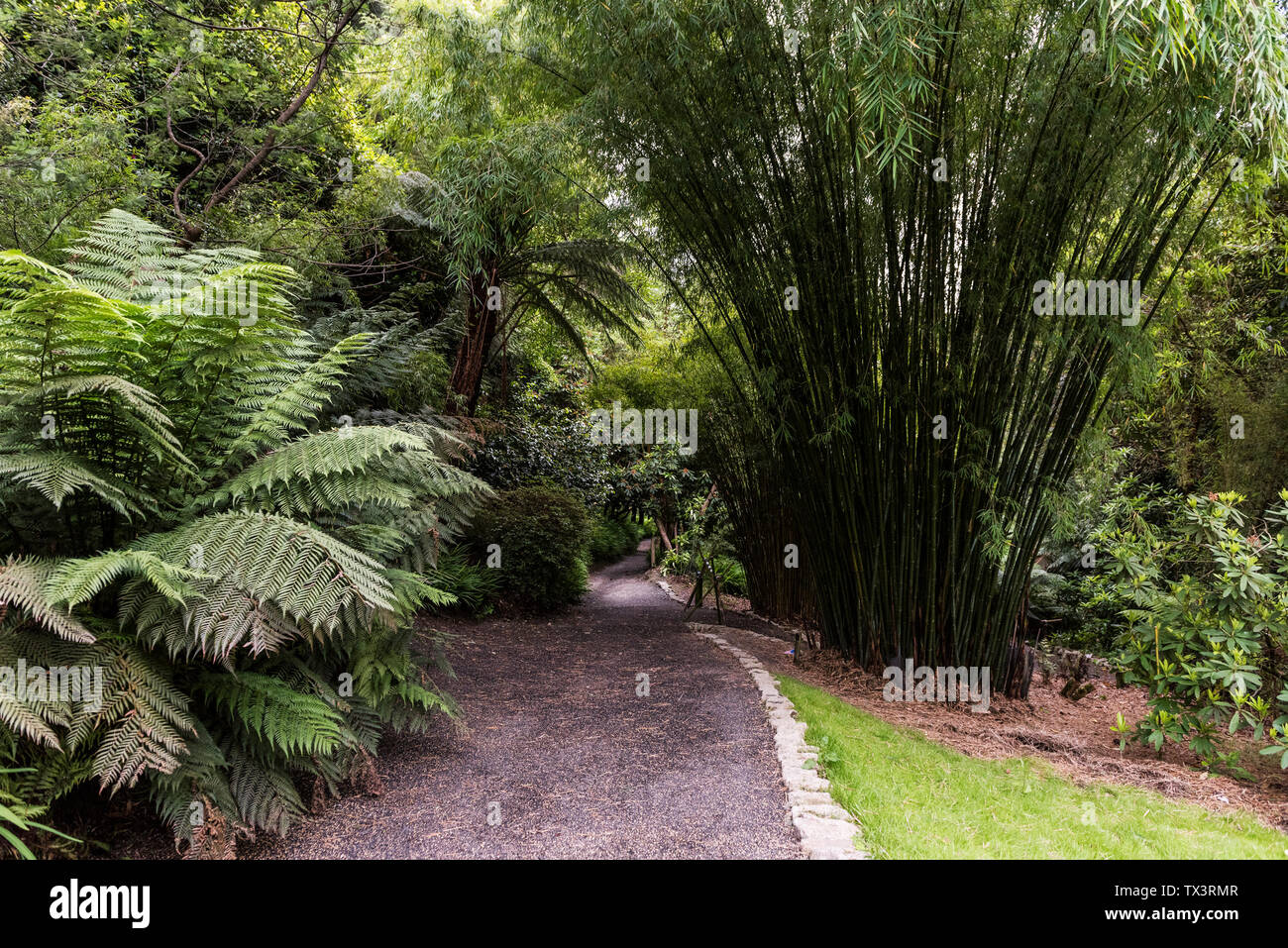 The sub-tropical Trebah Garden in Cornwall. Stock Photo