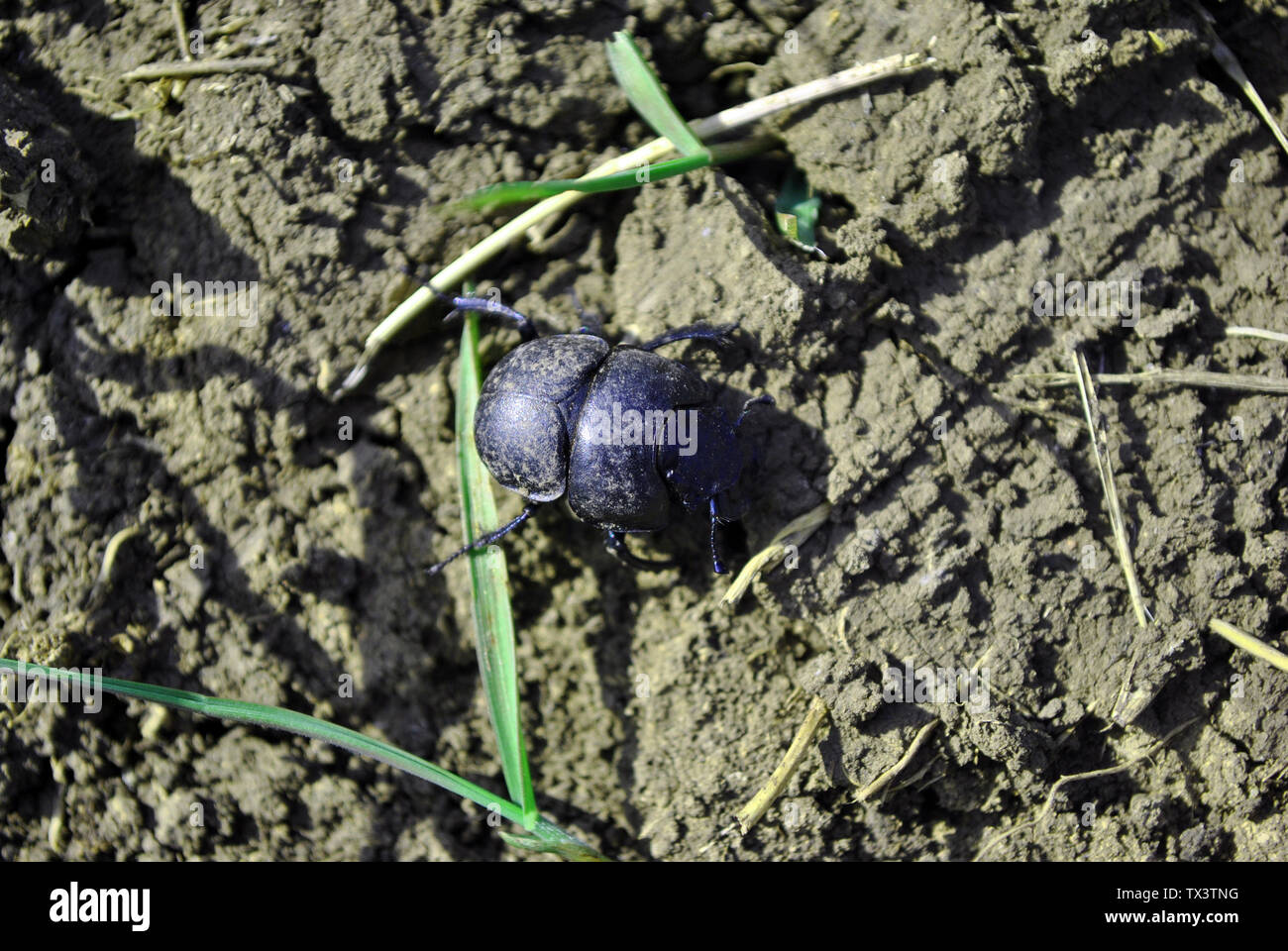 Geotrupidae (earth-boring dung beetle) bug crawling on gray soil with green grass background, top view Stock Photo