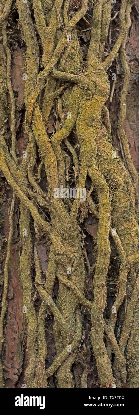 Ivy on tree Stock Photo