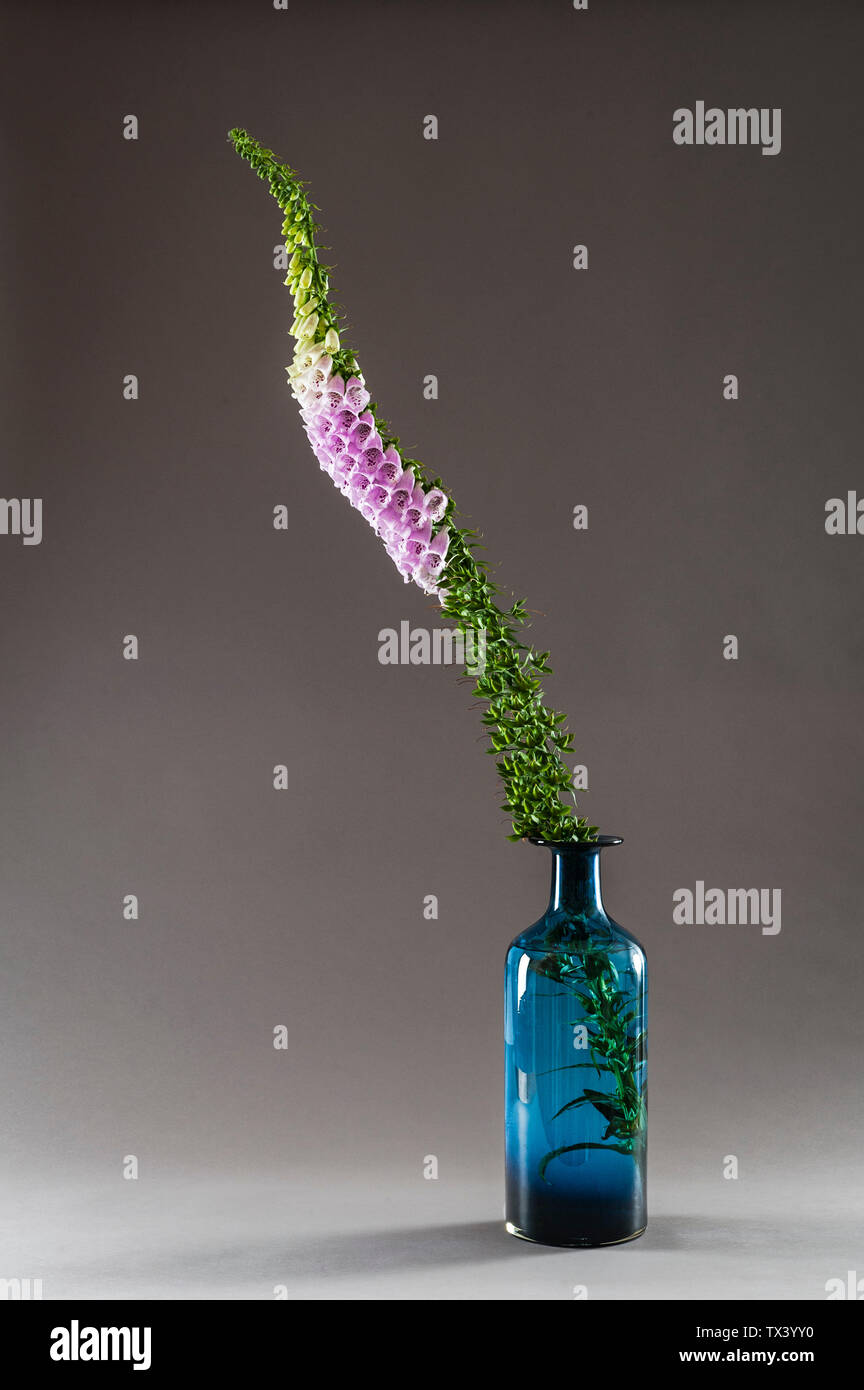 A common foxglove (Digitalis purpurea) stem in a blue glass bottle (UK) Stock Photo