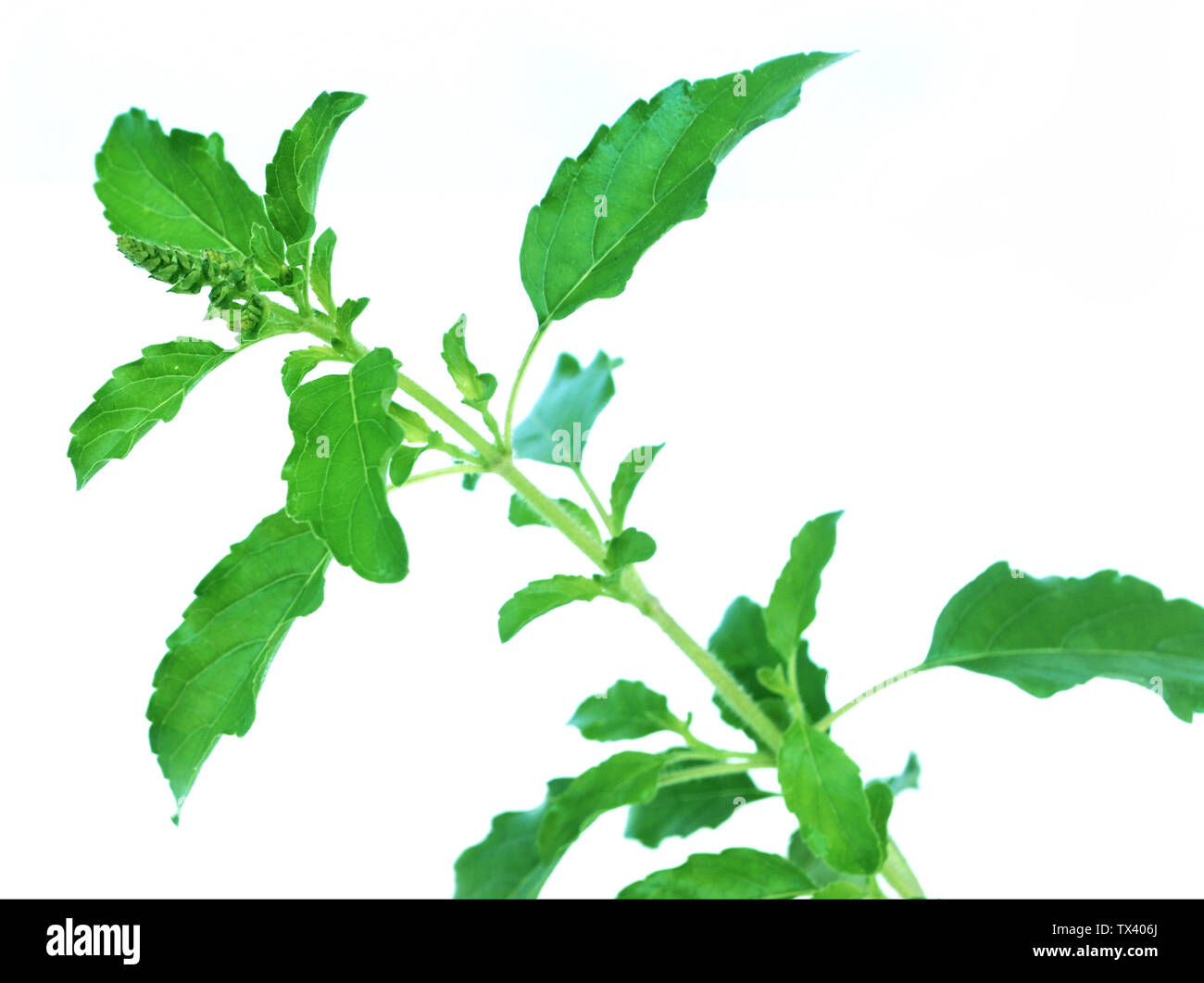 Thai basil, Thai food ingredients.With Clipping Path Stock Photo Alamy