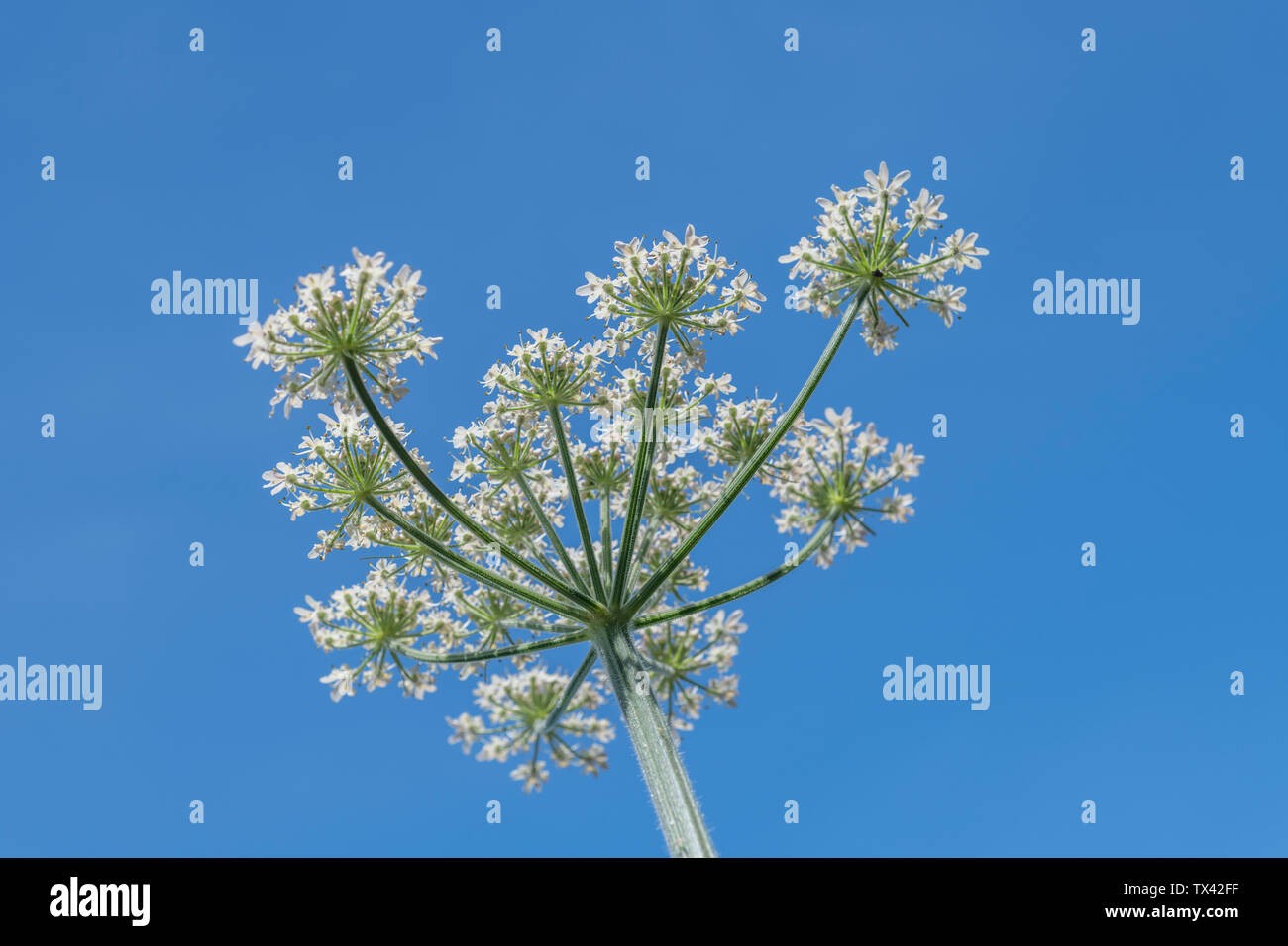 Hogweed / Cow Parsnip - flowers of common umbellifer Hogweed / Heracleum sphondylium growing in hedgerow bank against clear blue summer sky. Stock Photo