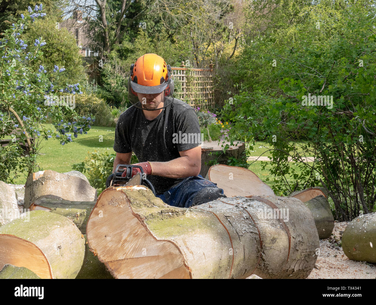 A Tree Surgeon or Arborist uses a chainsaw to cut up a felled tree ...