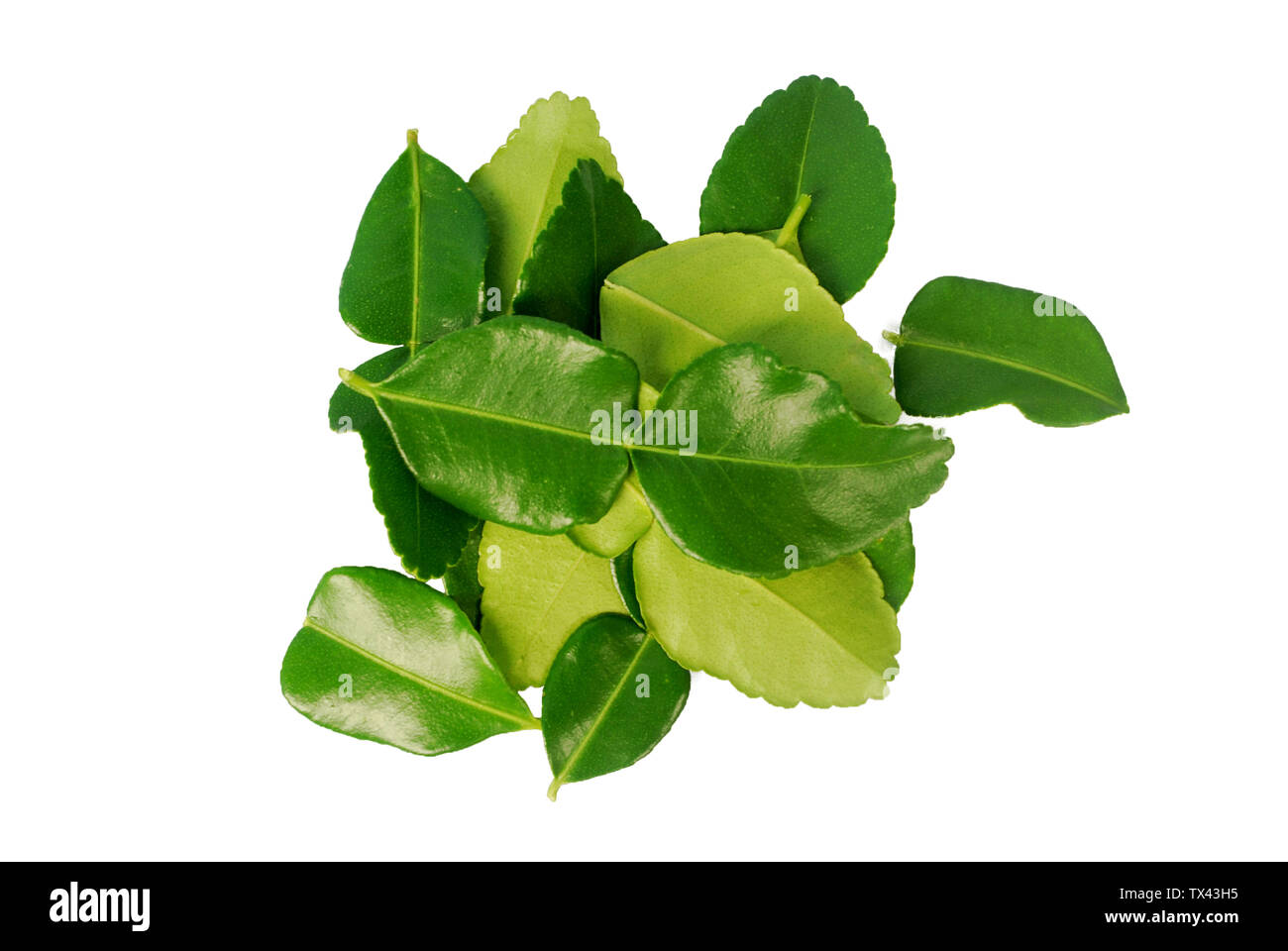 Kaffir lime leaves on white background.(with Clipping Path). Stock Photo