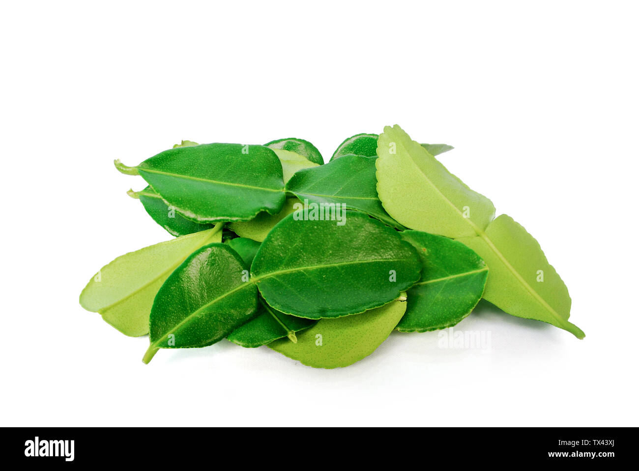 Kaffir lime leaves on white background.(with Clipping Path). Stock Photo
