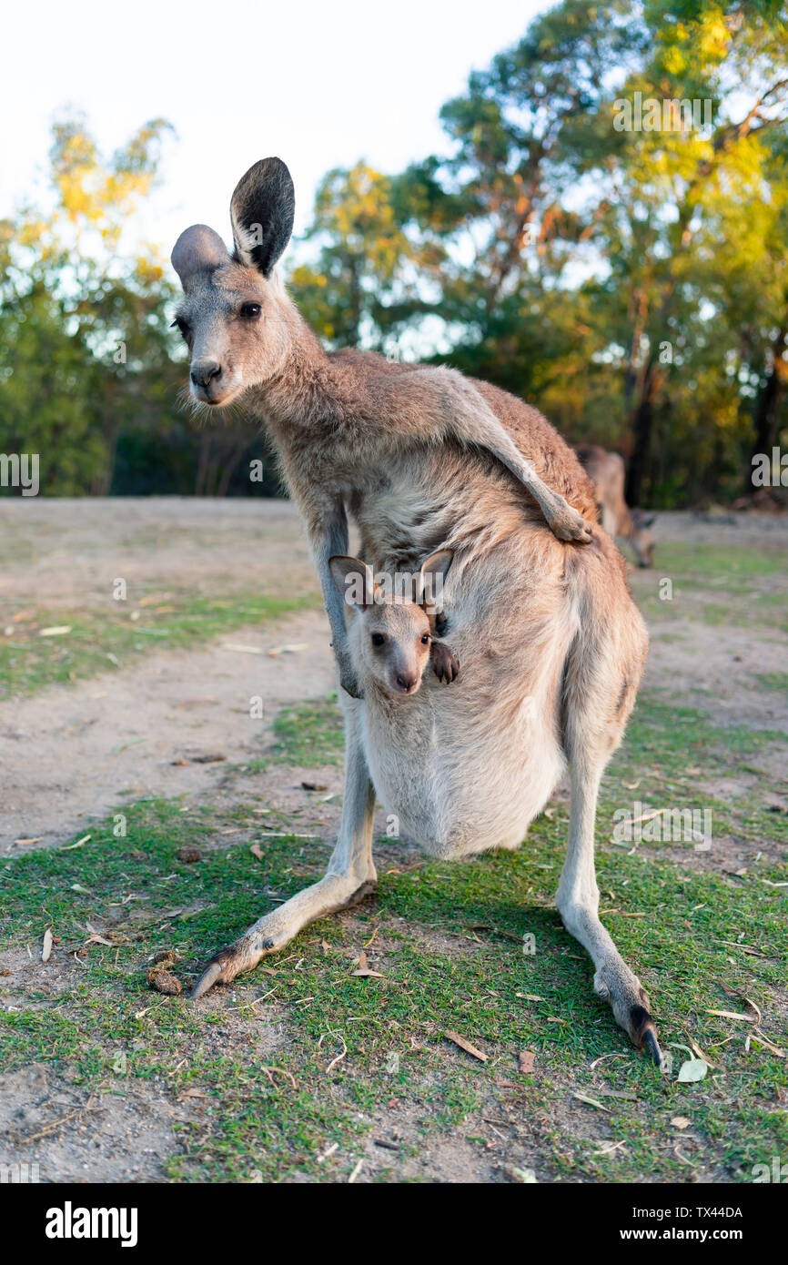 Kangaroo with joey in pouch hires stock photography and images Alamy
