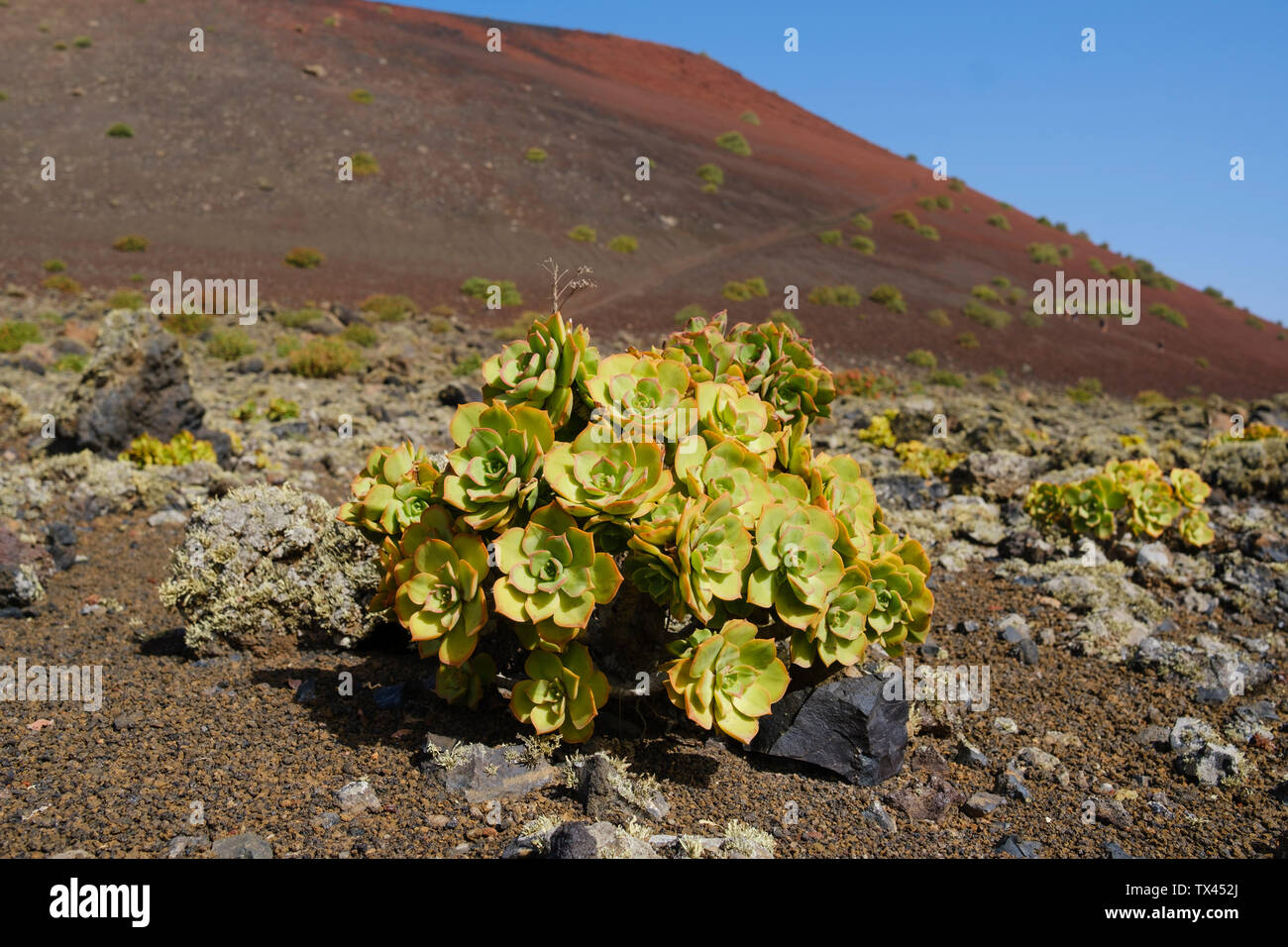 Spain, Canary Islands, Lanzarote, Los Volcanes Nature Park, Orpine Family Stock Photo