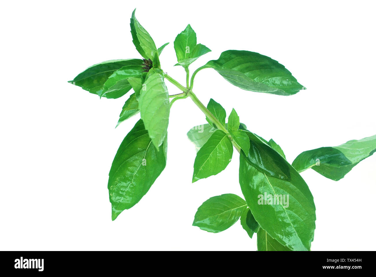Sweet basil, Thai basil.Fresh basil leaves are used as essential oils