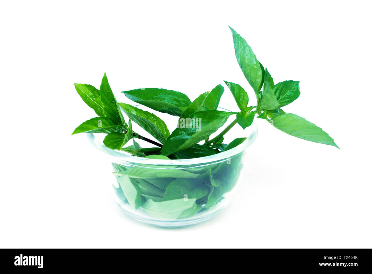 Sweet basil, Thai basil.Fresh basil leaves are used as essential oils