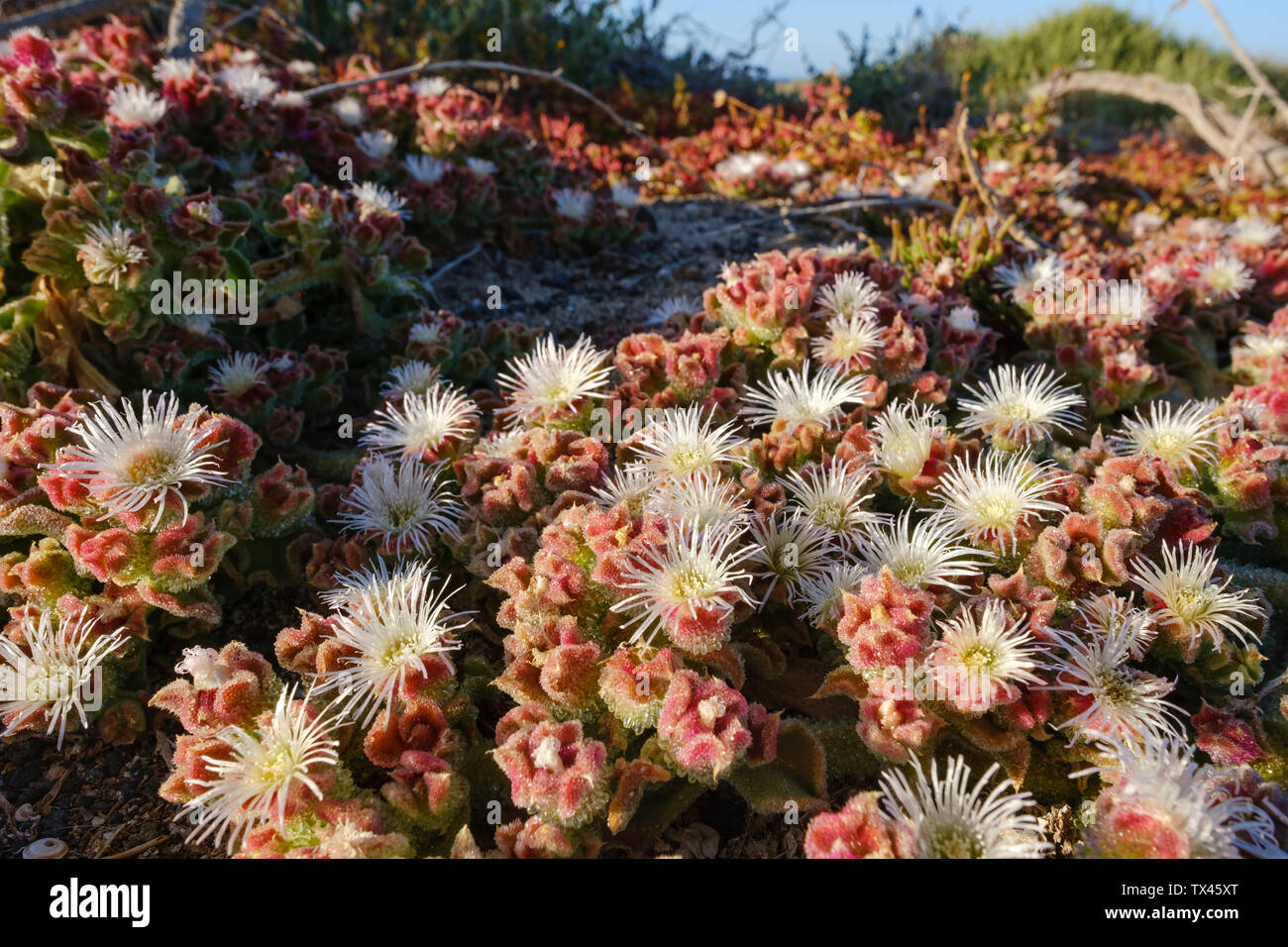 Spain, Canary Islands, Lanzarote, Ice plant , Mesembryanthemum crystallinum Stock Photo