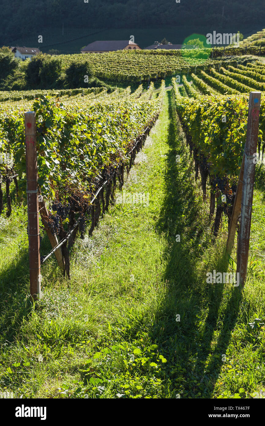 Italy, South Tyrol, Ueberetsch, vinyards with blue grapes Stock Photo