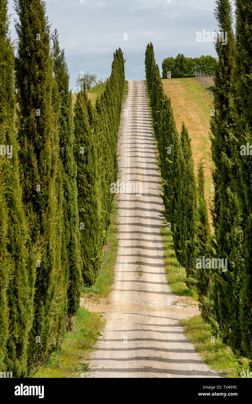 Italy, Tuscany, country lane with cypresses Stock Photo