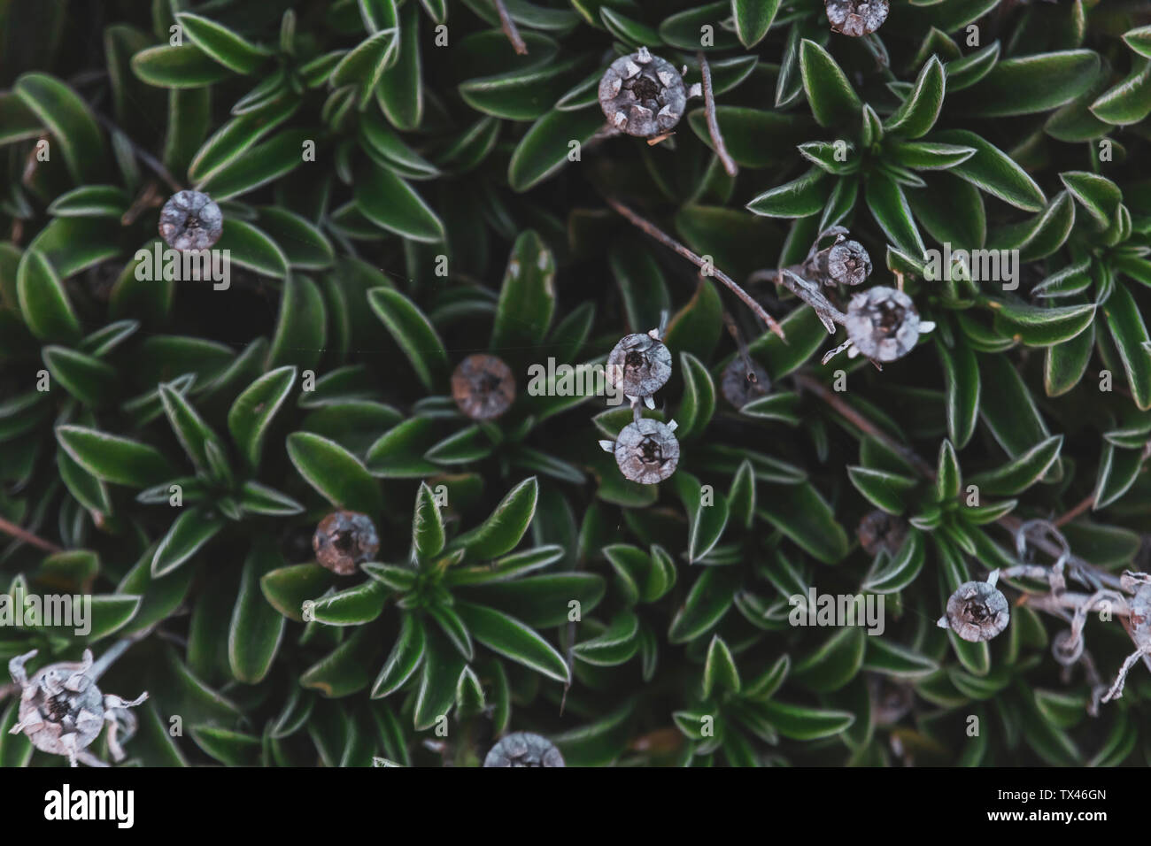 Typical vegetation hi-res stock photography and images - Alamy