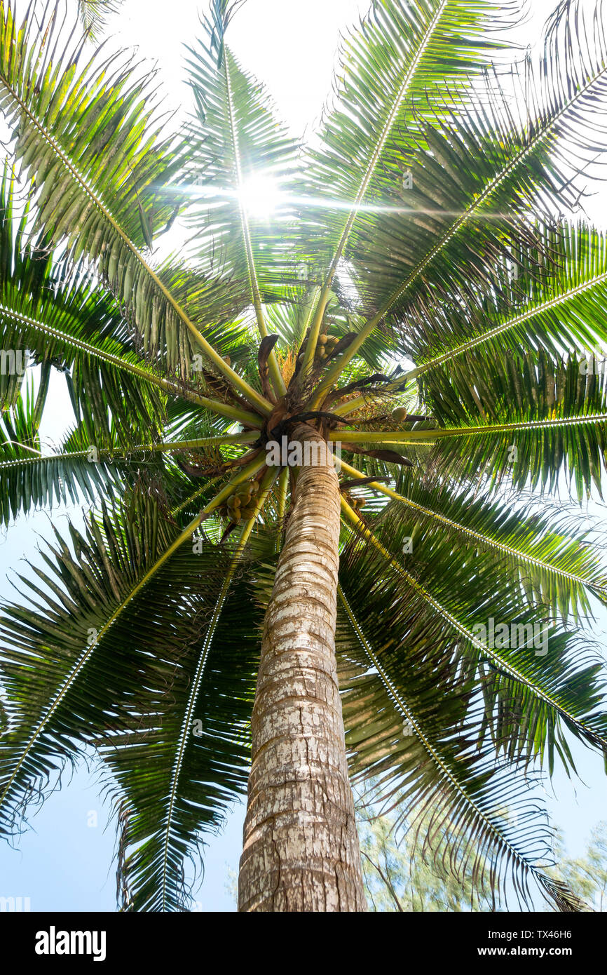 Seychelles, palm tree seen from below Stock Photo