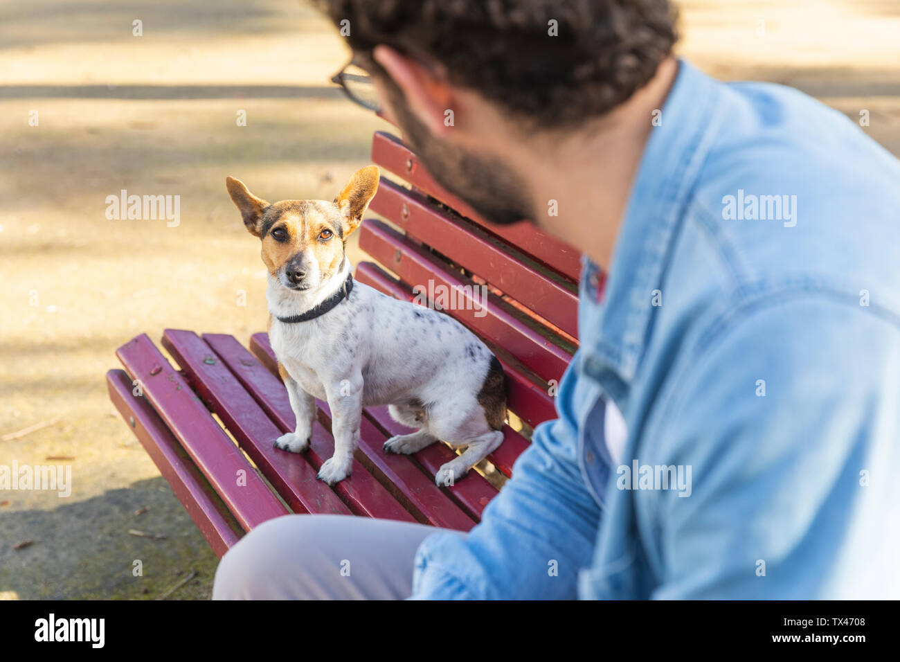 Portrait of dog sitting on park bench looking at his owner Stock Photo ...