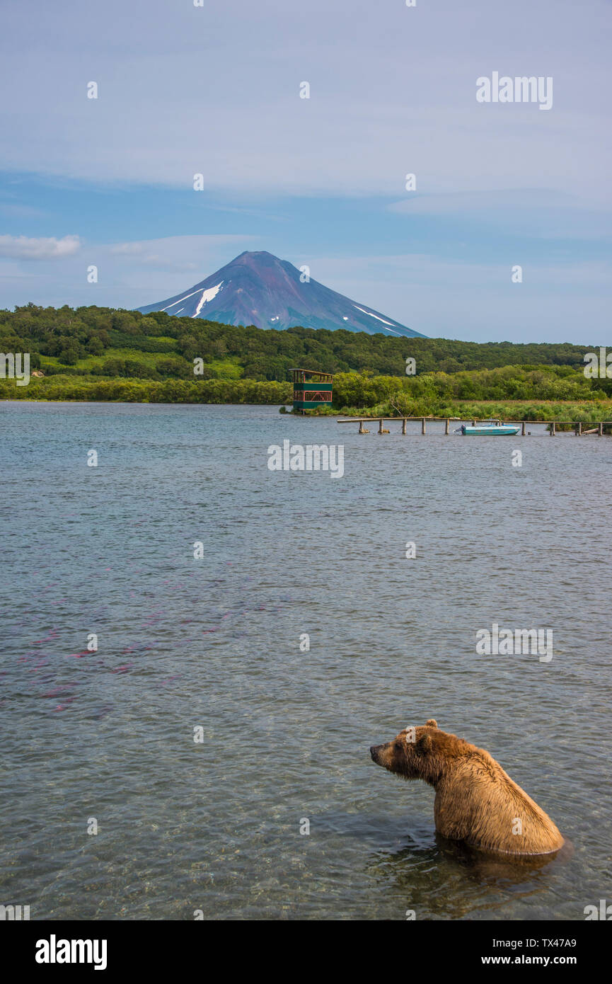 Russia, Kamchatka, Kurile lake, Kamchatka brown bear, Ursus arctos beringianus, Ilyinsky volcano in the background Stock Photo