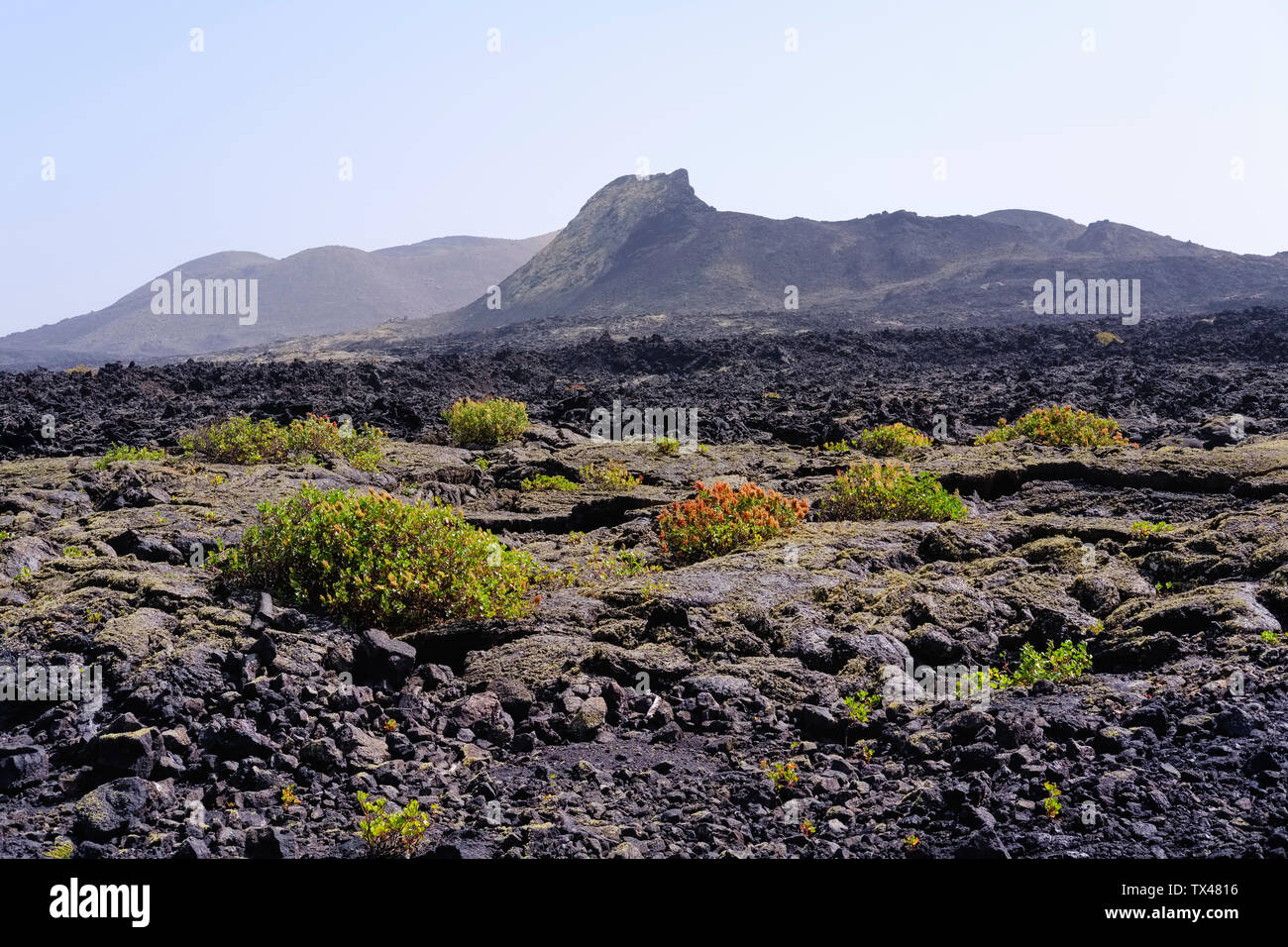 Spain, Canary Islands, Lanzarote, Los Volcanes Nature Park, Caldera Santa Catalina, Canary Islands sorrel Stock Photo