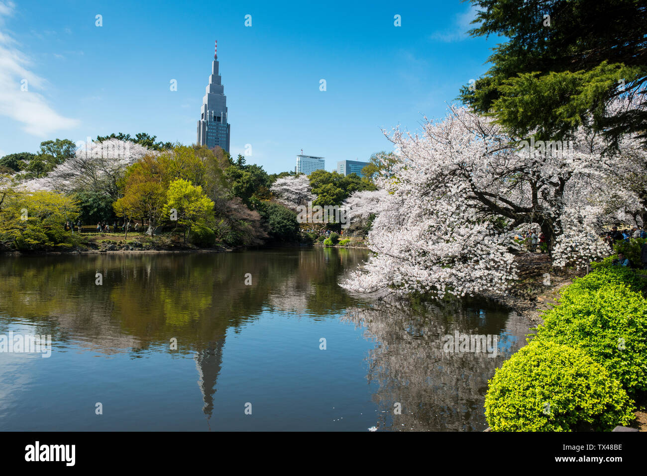 Japan, Tokyo, cherry blossom at Shinjuku Gyo-en Park Stock Photo