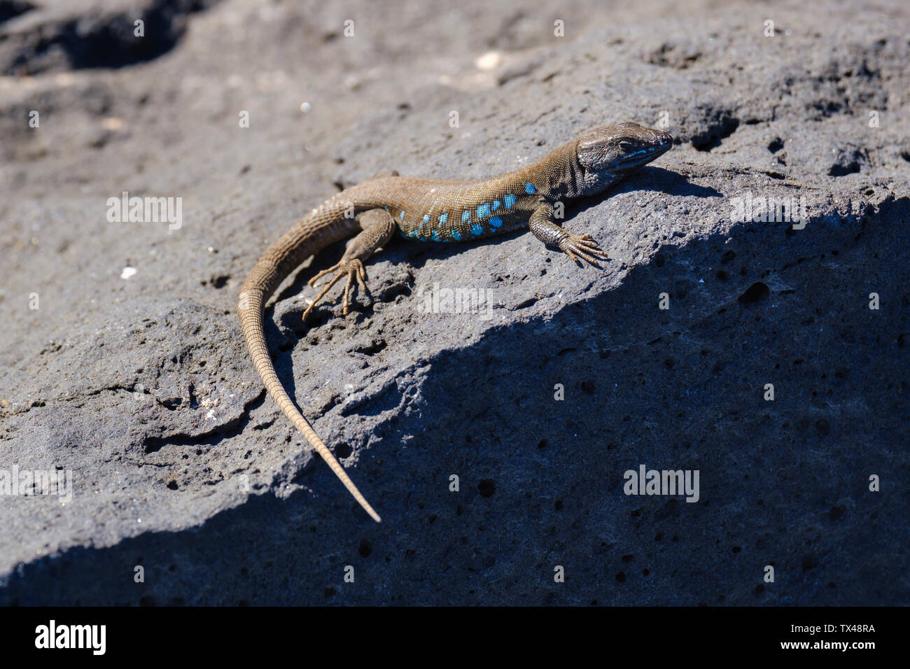Spain, Canary Islands, Lanzarote, Atlantic lizard, Gallotia atlantica Stock Photo