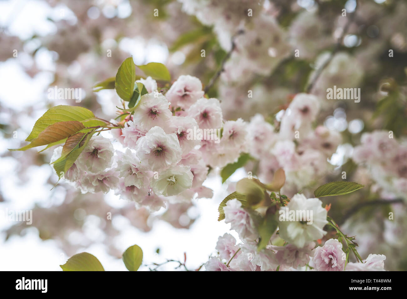Germany, Saxony, Dresden, almond blossoms, Prunus triloba Stock Photo