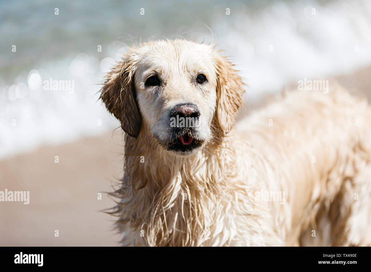 Portrait of wet Labrador Retriever on the beach Stock Photo