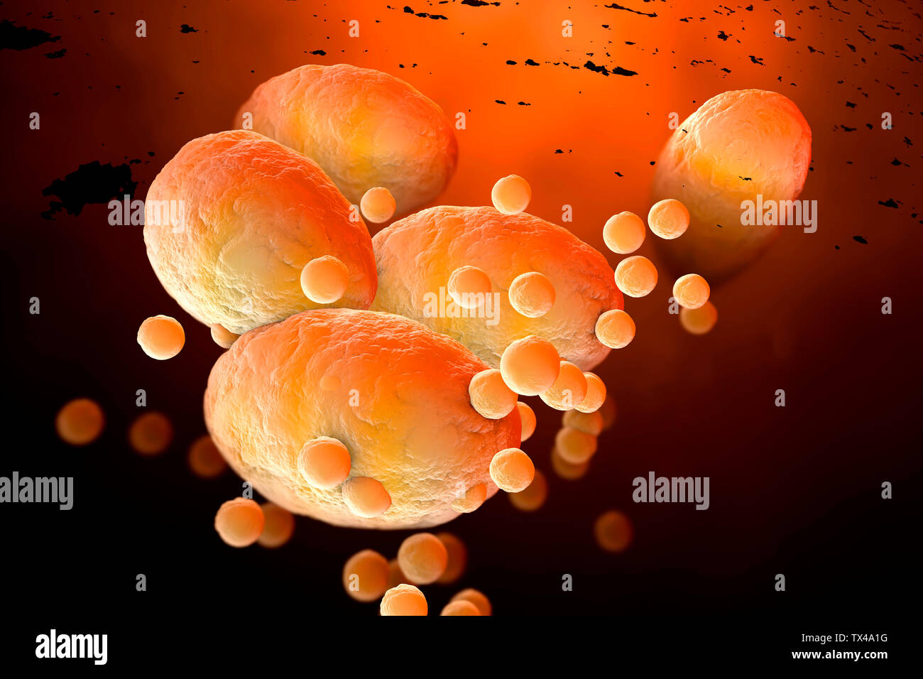 3D Rendered Illustration, visualisation of fat cells clogging together in the human body Stock Photo