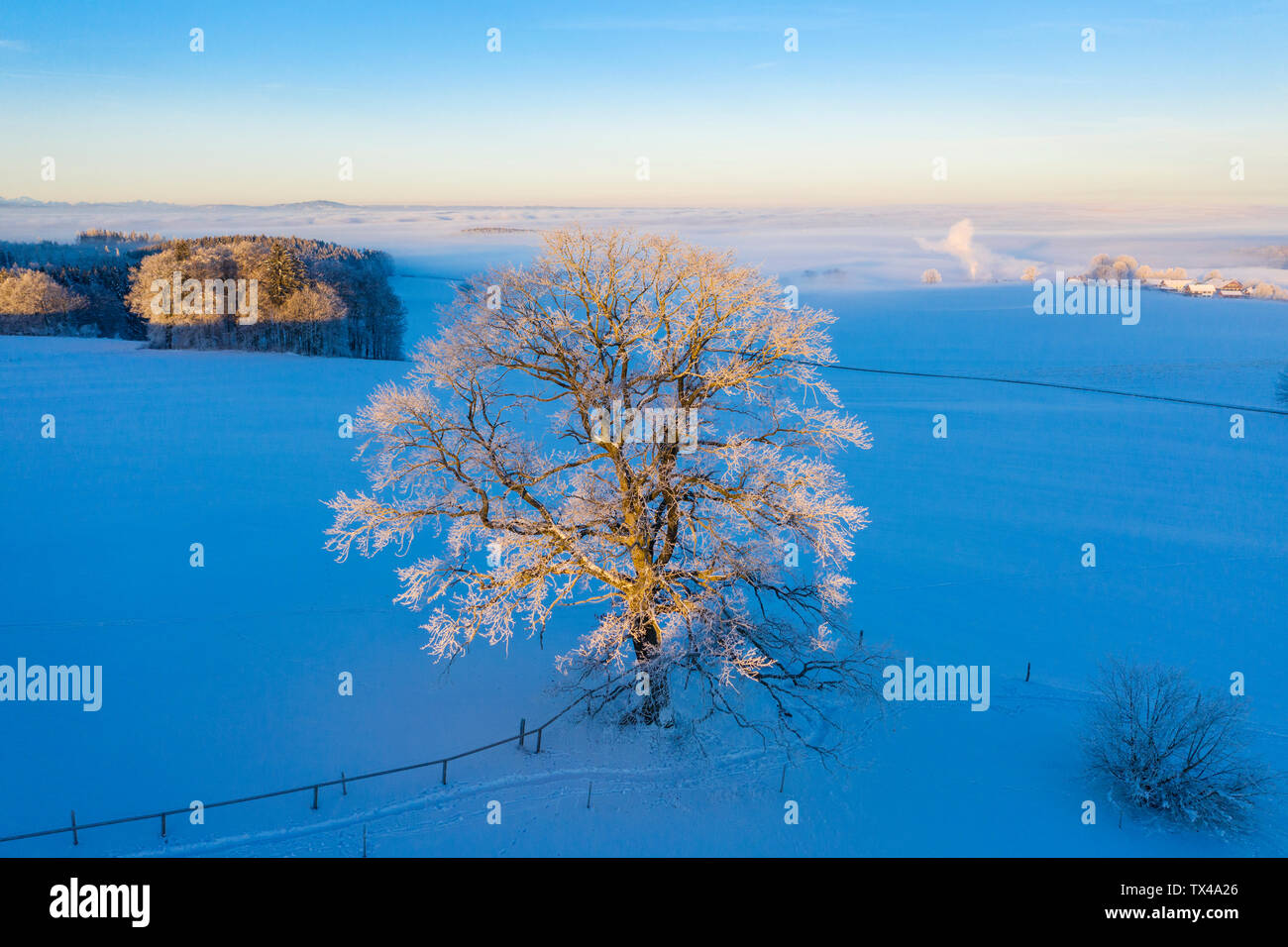 Sunrise oak tree hi-res stock photography and images - Alamy
