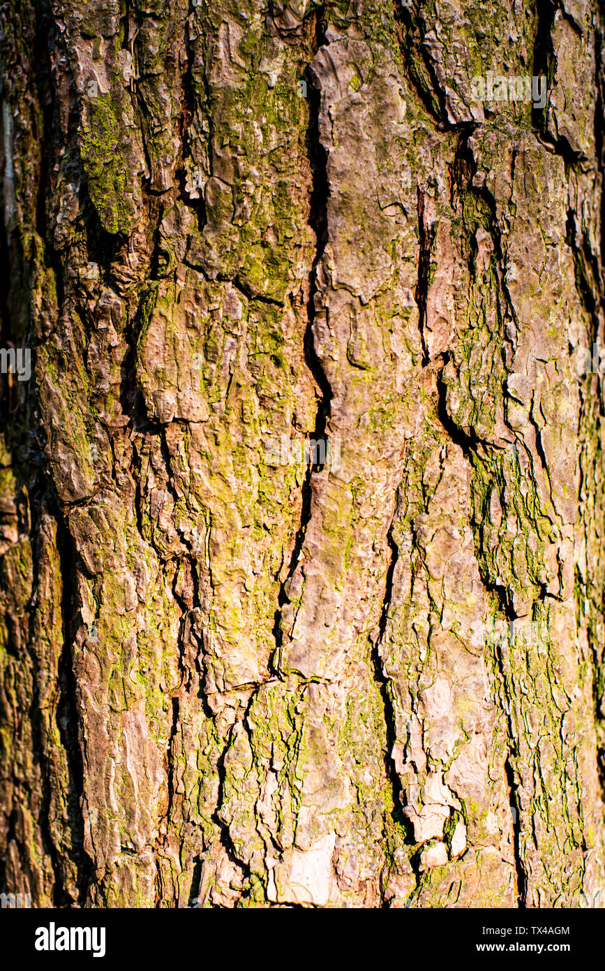 Bark of pine tree. Nature Texture and background Stock Photo - Alamy