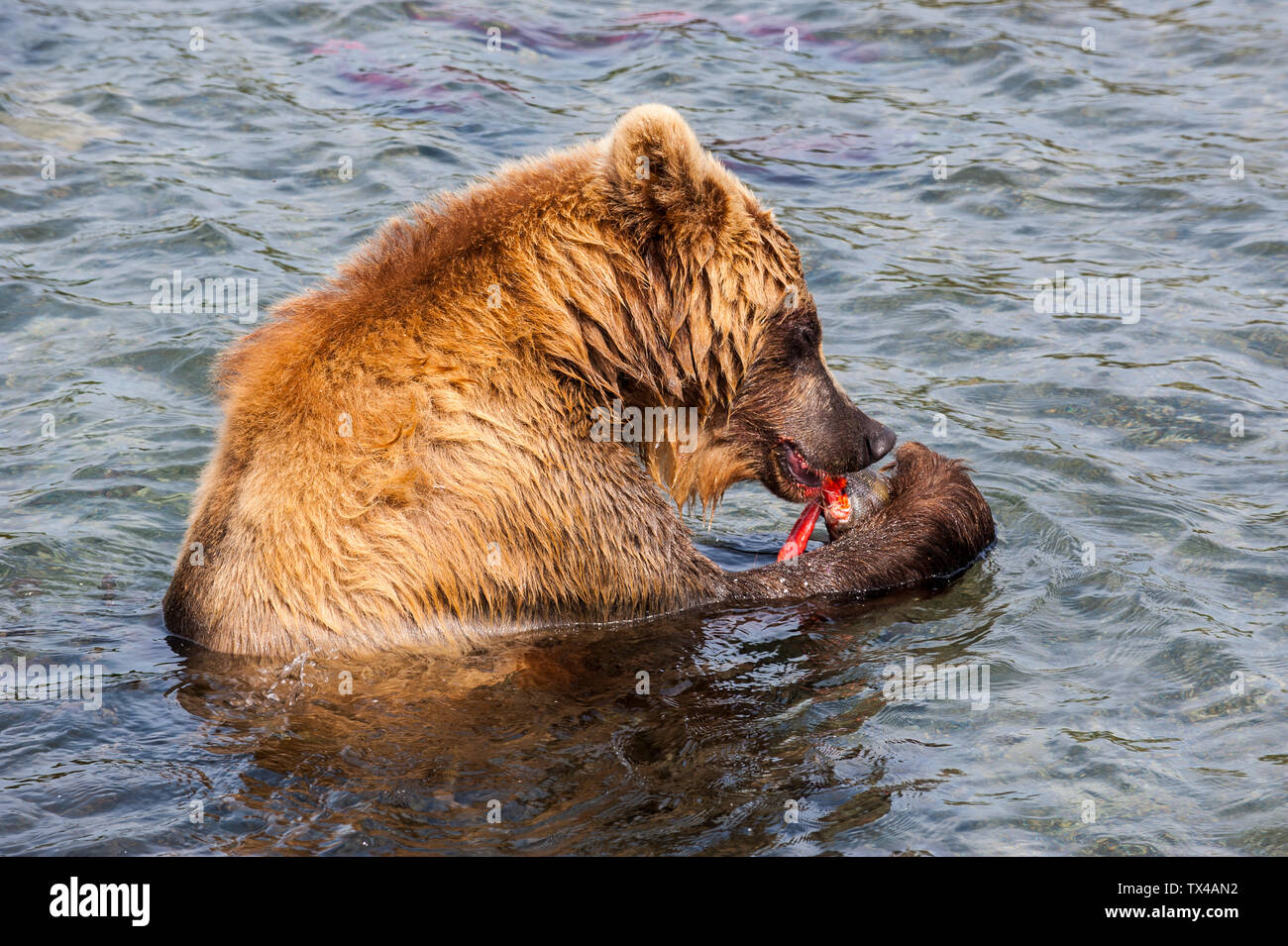Russia, Kamchatka, Kurile lake, Kamchatka brown bear, Ursus arctos beringianus, eating salom Stock Photo