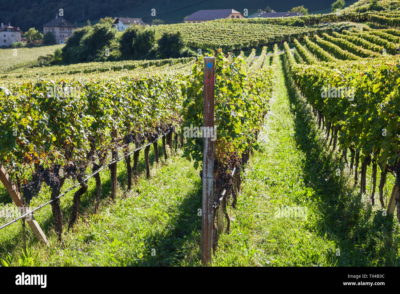 Italy, South Tyrol, Ueberetsch, vinyards with blue grapes Stock Photo