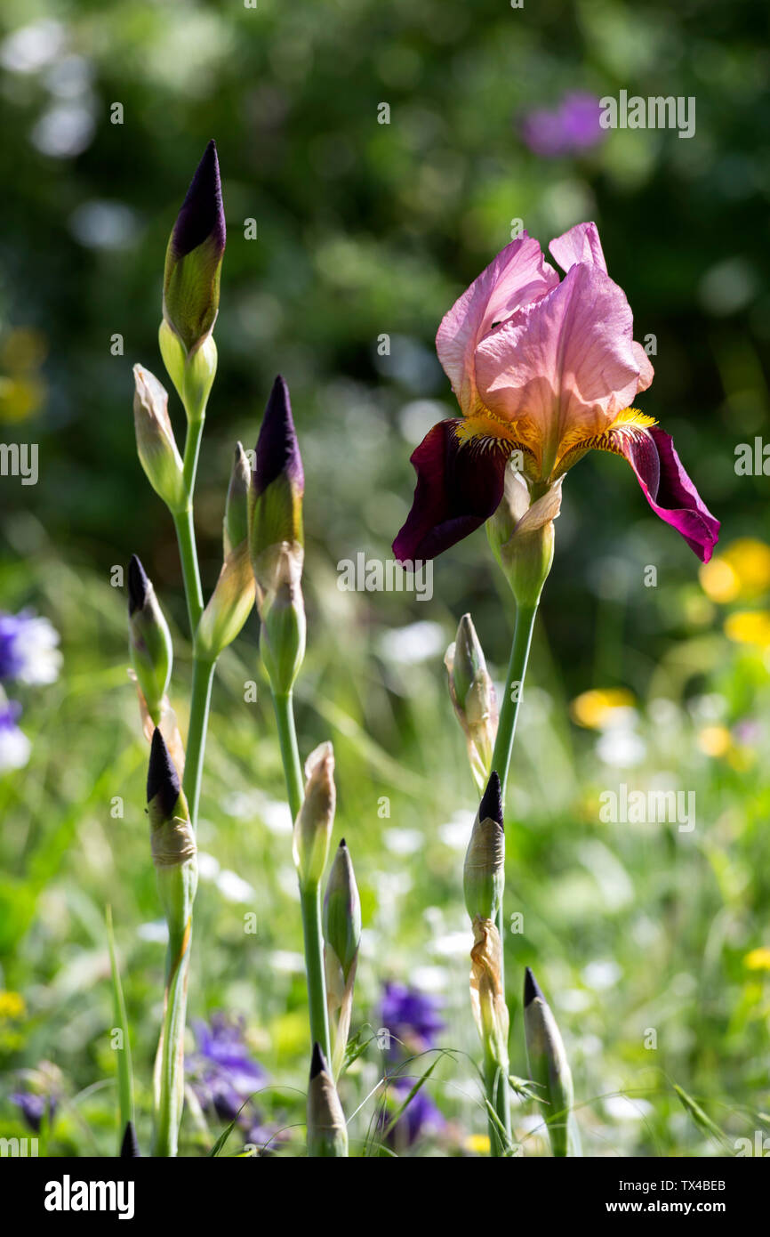 Sword lily, Gladiolus Stock Photo Alamy