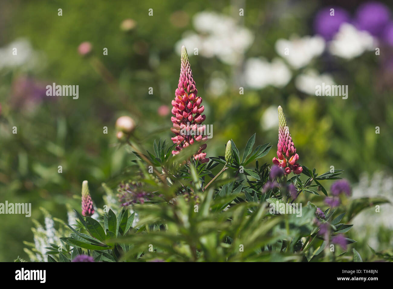 Blossoming lupines Stock Photo