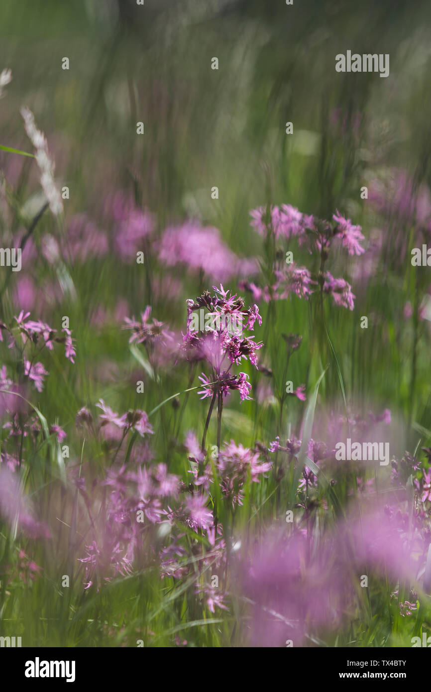 Ragged Robins on a wet meadow Stock Photo