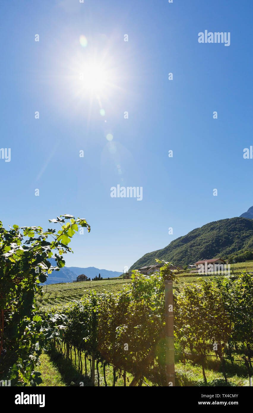 Italy, South Tyrol, Ueberetsch, vineyards of region Kaltern and Kalterer See Stock Photo
