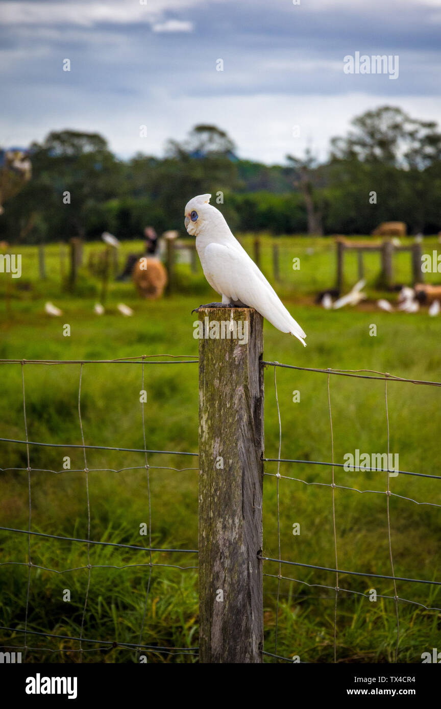 A white corella bird sitting on a wooden fence post on a farm in Australia Stock Photo