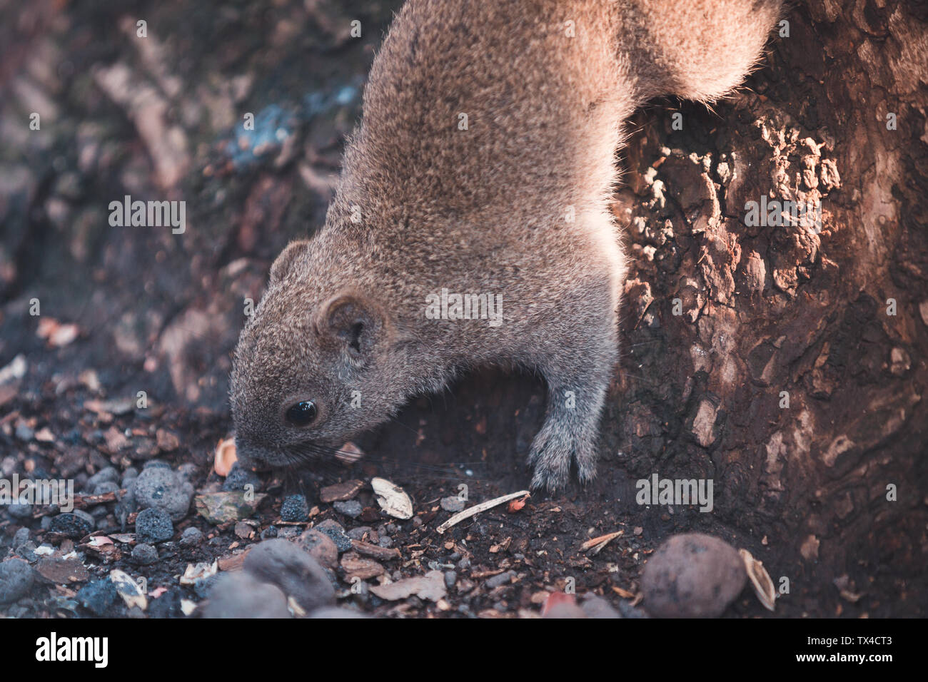 Squirrels and marsupials wildlife hires stock photography and images